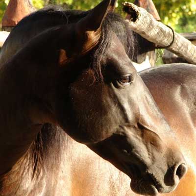 photo of HORSEBACK RIDING THROUGH ZAPATA SWAMP